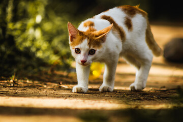 white cat on the ground