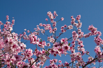 The cherry blossoms in the park are in full bloom.