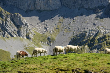 Fototapeta premium Bergschafe.Schafherde in den Alpen