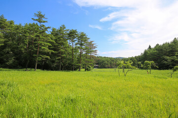 Fototapeta premium 徳島県三好市 黒沢湿原の風景