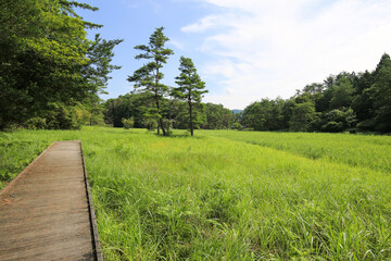 徳島県三好市　黒沢湿原の風景