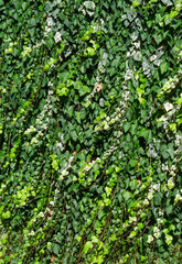 Fototapeta na wymiar green ivy plant background leaves pattern