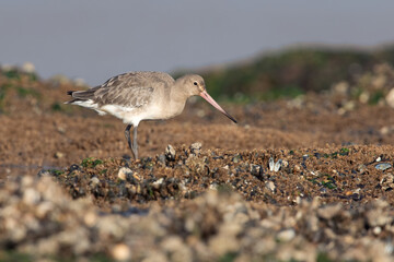 Black-tailed Godwit (Limosa limosa) searching for food in Mussel Beds (Mytilus edulis) on the Norfolk coast