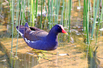 Common moorhen (Gallinula chloropus) walking inside a fountain in the garden in a square in Portugal