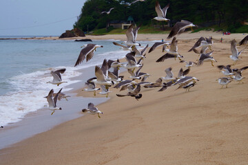 砂浜で飛び立つカモメの群れ　京都府　海岸の風景