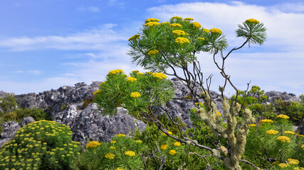 Bushes blooming with yellow flowers on top of Table Mountain, Cape Town, South Africa