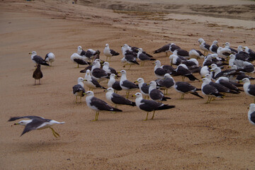 Fototapeta premium 砂浜で飛び立つカモメの群れ 京都府 海岸の風景