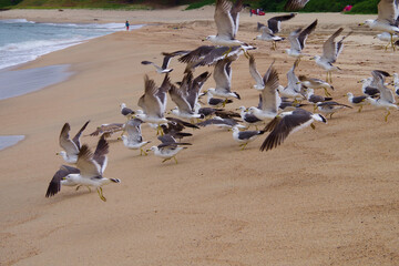 砂浜で飛び立つカモメの群れ　京都府　海岸の風景