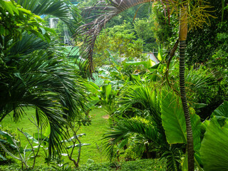 The roofs of the houses are visible through dense thickets of tropical plants.