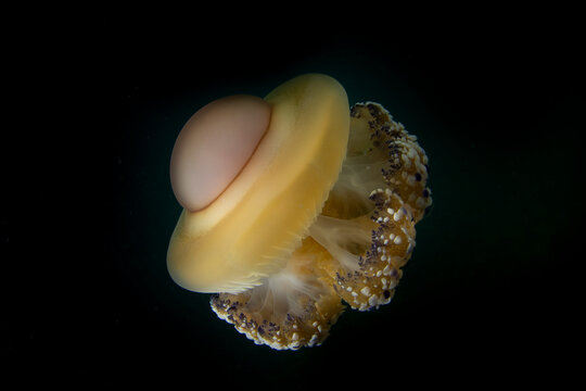 Fried egg jellyfish in Marmara sea