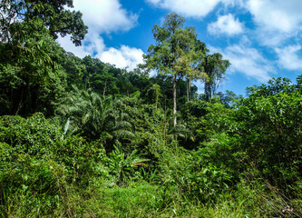 Fototapeta premium Lush, dense tropical vegetation against the backdrop of a bright, blue sky.