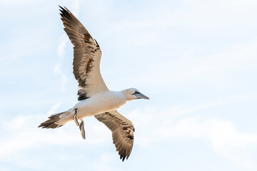 Obraz premium Gannets in flight on their breeding colony at Helgoland - with emphasis on movement - flash photography.