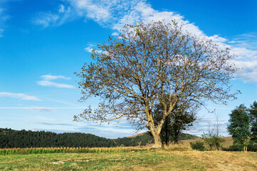 Alone tree on the meadow of Zlatibor mountain, Serbia