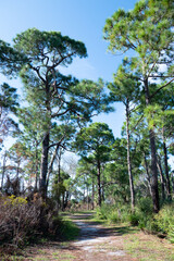 Fototapeta na wymiar Landscape of Honeymoon Island State Park in Florida