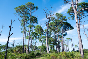 Landscape of Honeymoon Island State Park in Florida