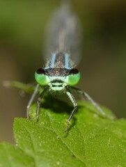 Damselfly Zygoptera female head detail