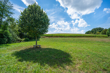 Baum mit Sitzbank
