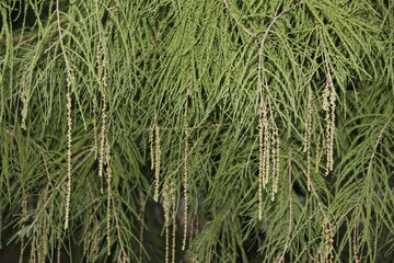 rice paddy field in park