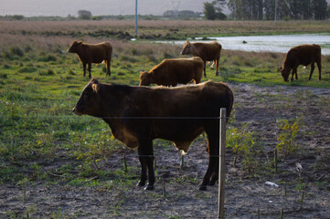 Cattle grazing on a farm in Brazil