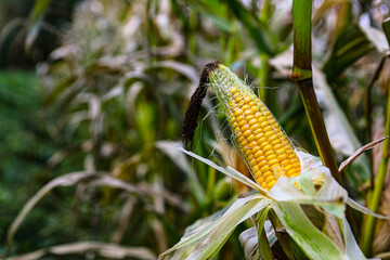 Ripe Corn cobs close up, on the field on a sunny autumn day, dry leaves, harvesting. Selective focus. The concept of a good harvest