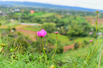 meadow with flowers