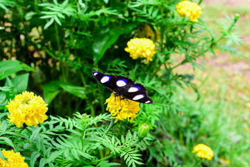 butterfly on a flower