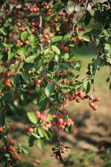 Obraz premium Wilder Apfel