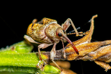 Curculio nucum. Red weevil, macro photo, macro stacking. © Alexei