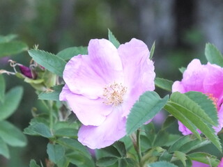 pink and white flowers