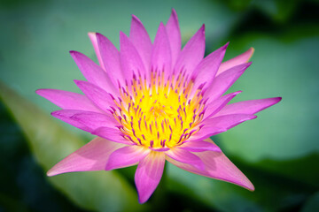 Pink lotus flowers in the lotus pond