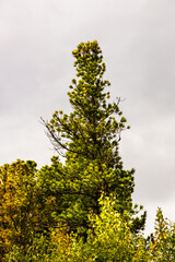 pine tree in the autumn