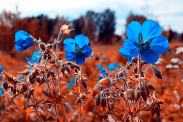 Bright blue flowers on a Golden background. Autumn landscape in orange tones. - 381137110