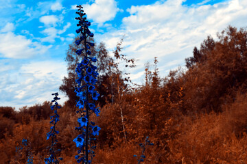 Bright blue flowers on brown background. Autumn landscape. Autumn forest. Indian summer. - 381137117
