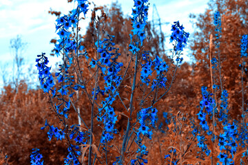 Bright blue flowers on brown background. Autumn landscape. Autumn forest. Indian summer. - 381137134