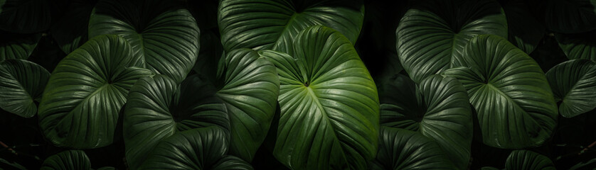 Green leaf texture, Natural background and wallpaper (King of Heart leaf)