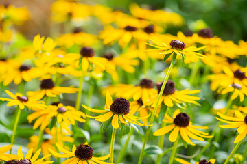 Coneflower, Rudbeckia filgida var. Sullivantii, in the early fall.