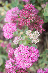 Obraz premium pink flower