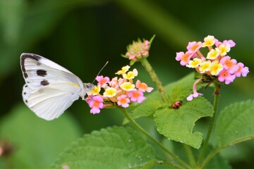 Beautiful White butterfly on flower