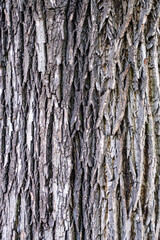 Spitzahorn, Acer Platanoides