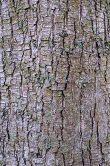 Edelkastanie, Castanea Sativa