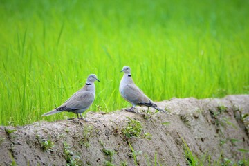 Bird - Pair Eurasian Collared Dove on rice farm field