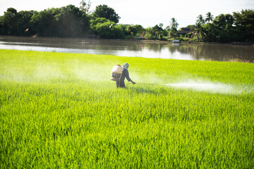 Obraz na płótnie Canvas Farmer spraying insecticide in green rice fields.