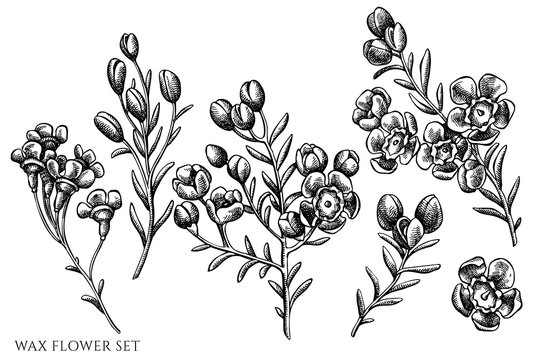 Vector set of hand drawn black and white wax flower