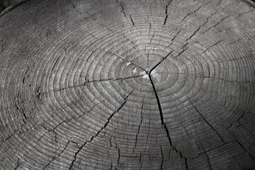 Sectional tree. Old barrel rings. Background with wood texture. Stump. Grey color.