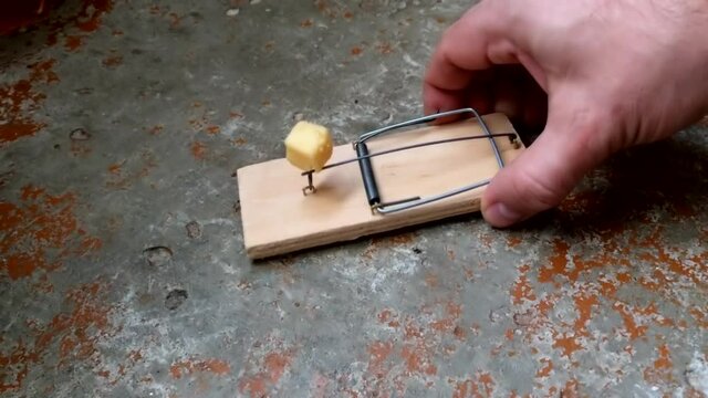 man puts a mousetrap with cheese on a concrete floor, close-up