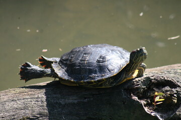 Obraz premium Water Turtle 2020 AI