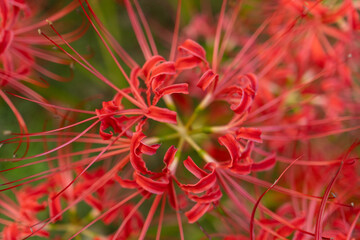 Red spider lily blooming in nature
