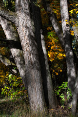 tree trunks with bark texture and autumn shrubs, vertical frame