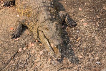 Nile crocodile (Crocodylus niloticus) basking with open mouth in the bank 
 of Messica river stream in Manica, Mozambique near Zimbabwe border