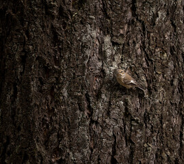 Ficedula hypoleuca (Papa-moscas) a small brown songbird in "Bom Jesus do Monte" Natural Park in Braga, Minho, Portugal.